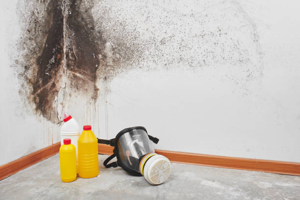 Best Mold Cleaning Services  in Parkersburg, WV