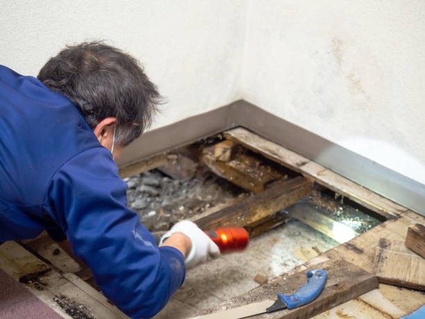 Best Commercial Mold Removal  in Parkersburg, WV