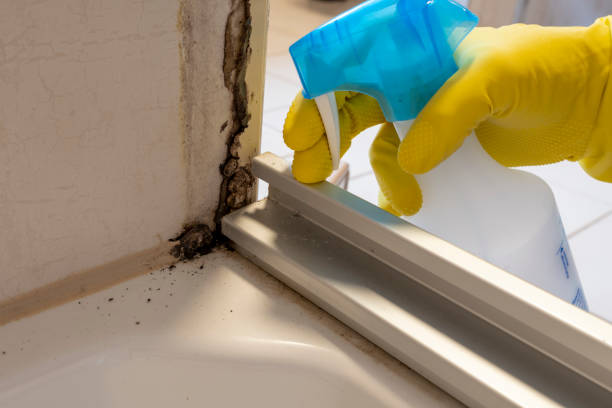 Professional Mold Removal in Parkersburg, WV