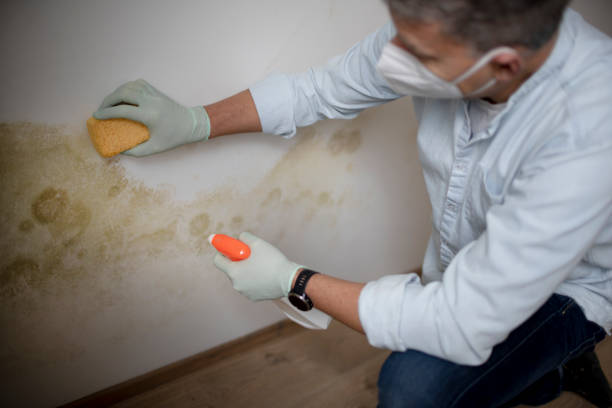 Best Toxic Mold Removal  in Parkersburg, WV
