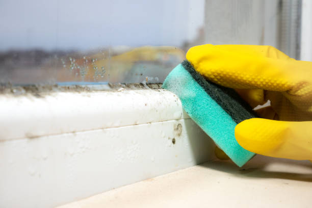 Best Mold Damage Repair  in Parkersburg, WV