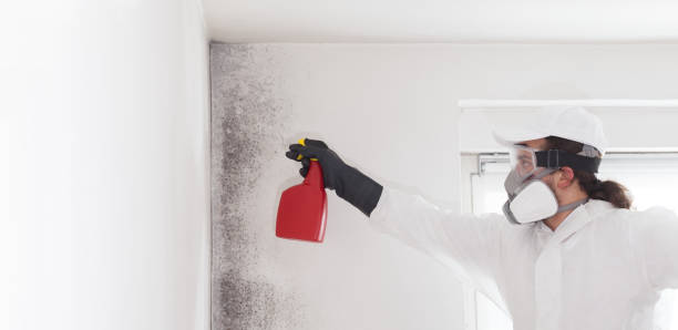 Best Attic Mold Removal  in Parkersburg, WV