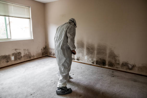 Best Certified Mold Removal  in Parkersburg, WV