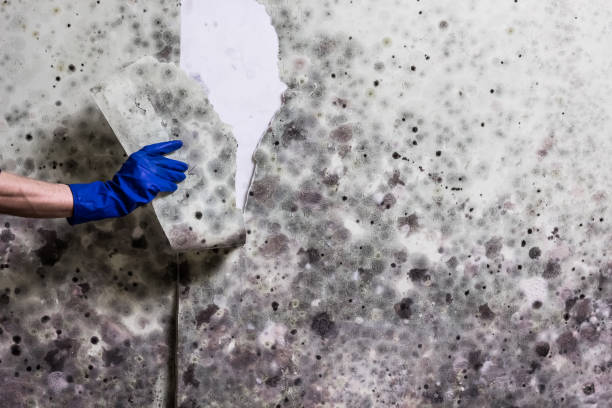 Office Mold Removal Services in Parkersburg, WV