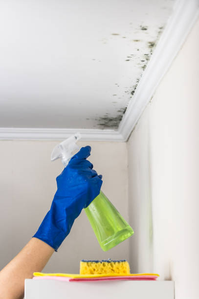 Mold Removal Process in Parkersburg, WV