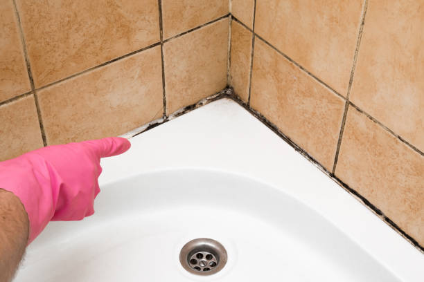 Best Emergency Mold Removal  in Parkersburg, WV